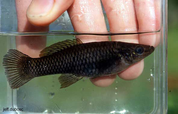 Heterandria tuxtlaensis