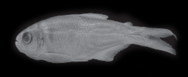 Hemibrycon virolinica