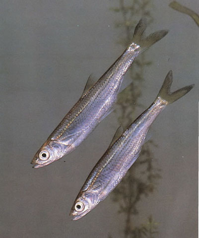 Hemiculterella wui