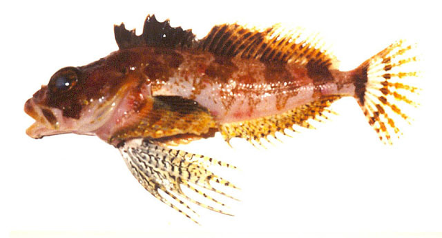 Hemilepidotus zapus