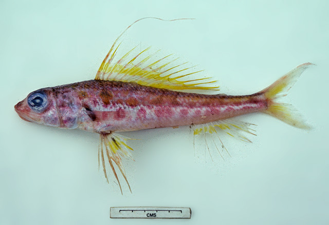 Hime curtirostris