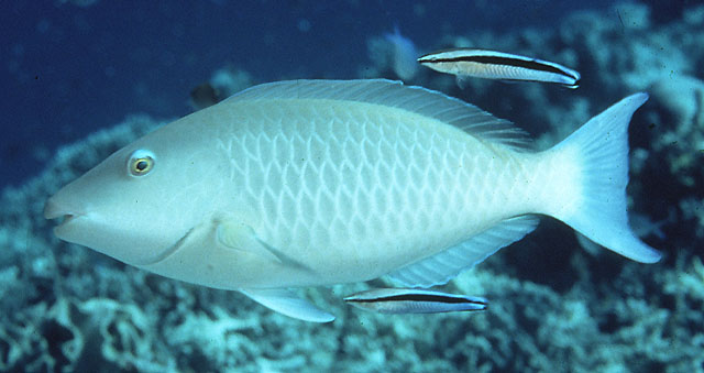 Hipposcarus harid