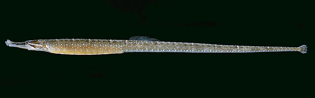 Hippichthys penicillus