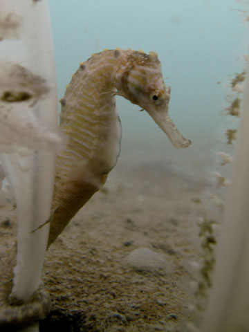 Hippocampus trimaculatus
