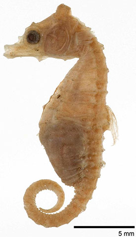 Hippocampus zosterae