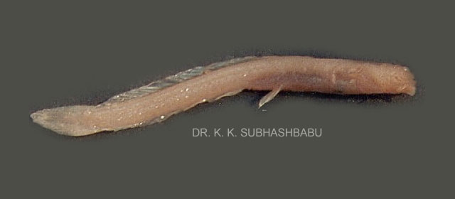 Horaglanis alikunhii