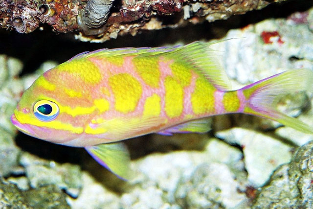 Odontanthias borbonius