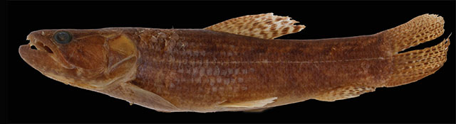 Hoplias cazumba