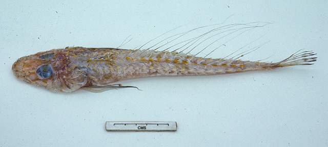 Hoplichthys filamentosus