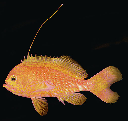 Odontanthias flagris