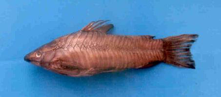 Hoplosternum magdalenae
