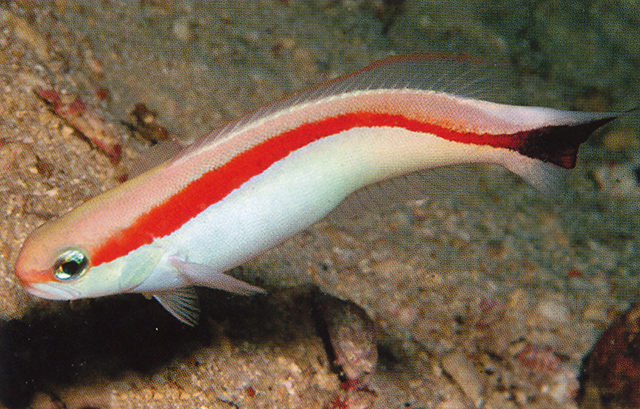Hoplolatilus marcosi
