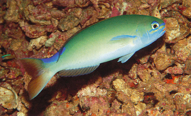 Hoplolatilus randalli