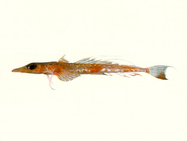 Hoplichthys regani