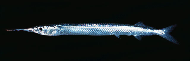 Hyporhamphus pacificus