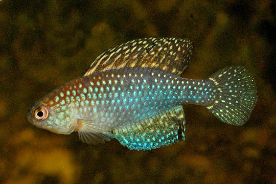 Hypsolebias adornatus