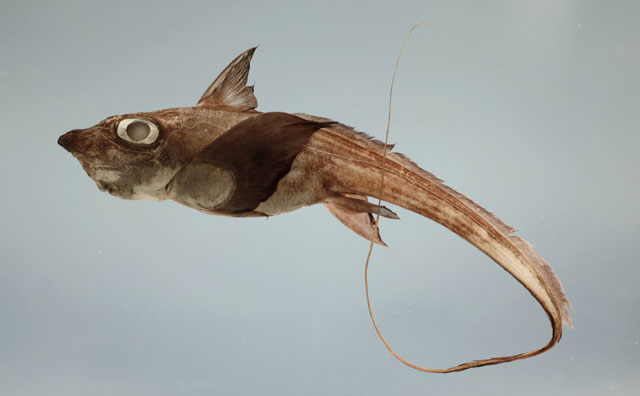 Hydrolagus alberti