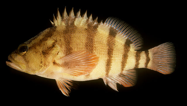 Hypoplectrodes annulatus