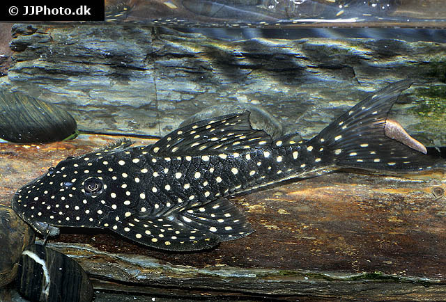Hypostomus arecuta