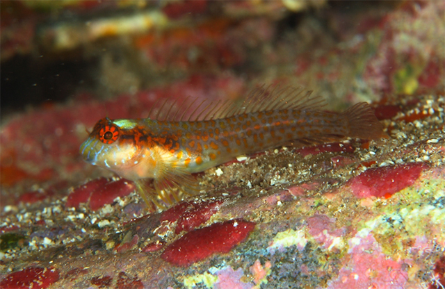 Hypleurochilus brasil