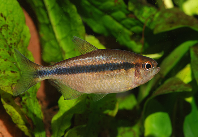Hycac_u0.jpg