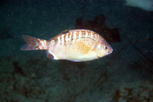 Hypsurus caryi