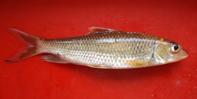 Hycur_f0.jpg