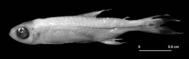 Hyphessobrycon diancistrus