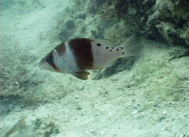 Hypoplectrus ecosur