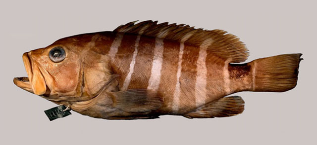 Hyporthodus ergastularius