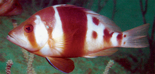 Hyflo_u1.jpg