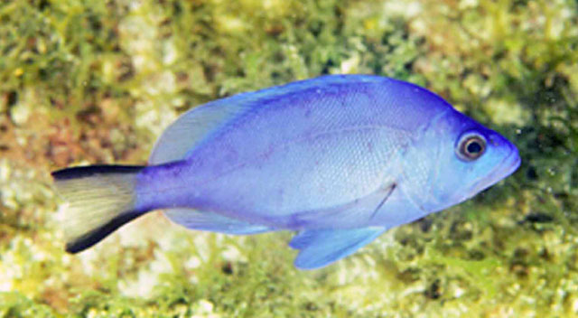 Hypoplectrus gemma