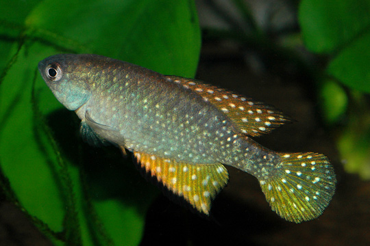 Hypsolebias ghisolfii
