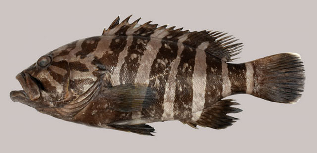Hyporthodus griseofasciatus