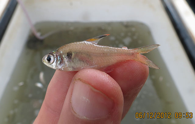 Hyphessobrycon hasemani