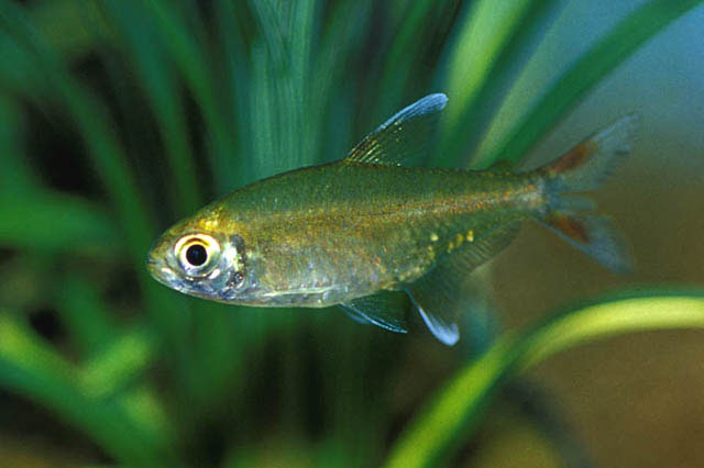 Hyphessobrycon igneus