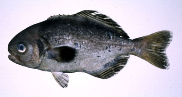 Hyperoglyphe japonica