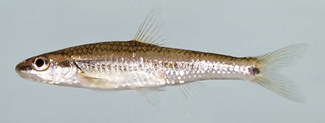 Hybopsis lineapunctata
