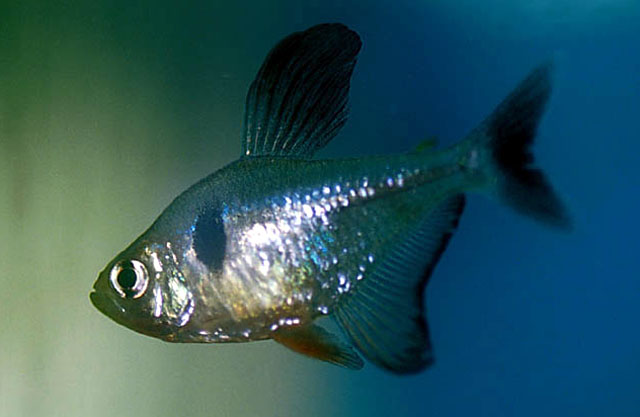 Megalamphodus megalopterus