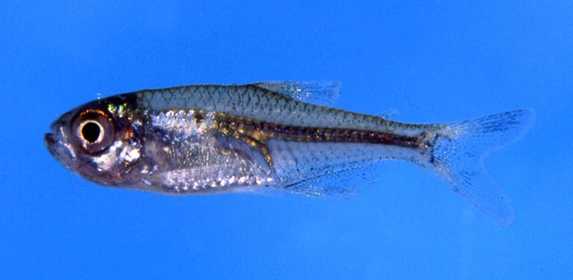 Hyphessobrycon metae