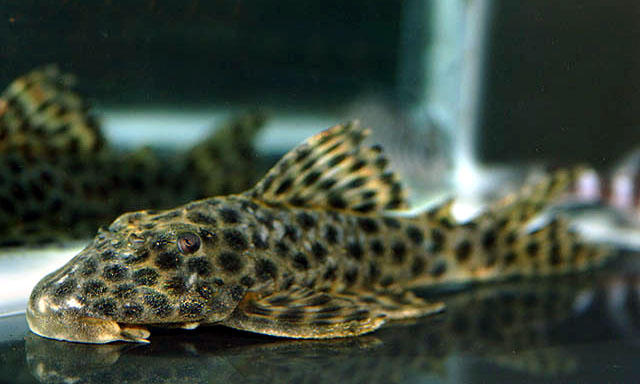 Hymut_u0.jpg