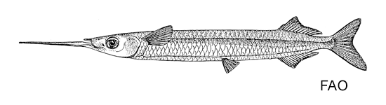 Hyporhamphus neglectissimus