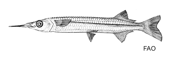 Hyporhamphus neglectus