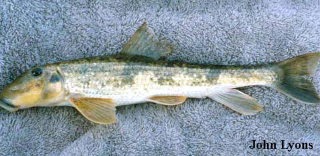 Hypentelium nigricans