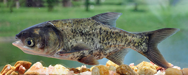 Hypophthalmichthys nobilis