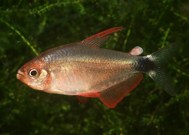 Hyphessobrycon peugeoti