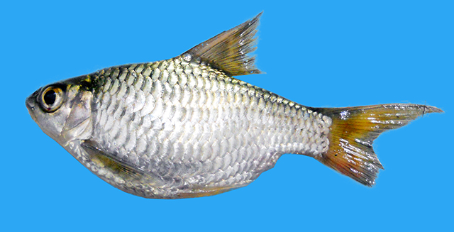 Hypselobarbus procerus
