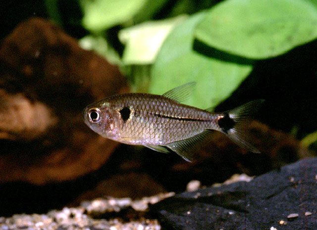 Hyphessobrycon reticulatus