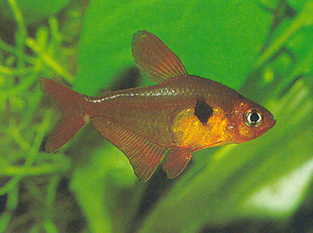 Megalamphodus sweglesi