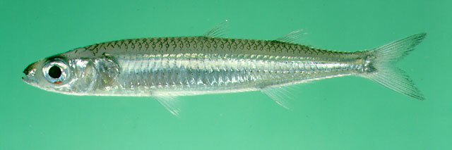 Hypoatherina temminckii